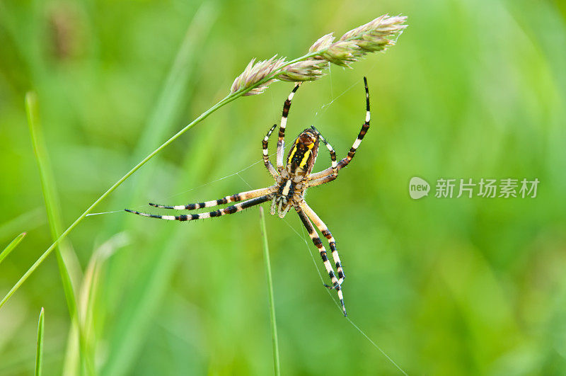 黄蜂蜘蛛(Argiope bruennichi)开始织网